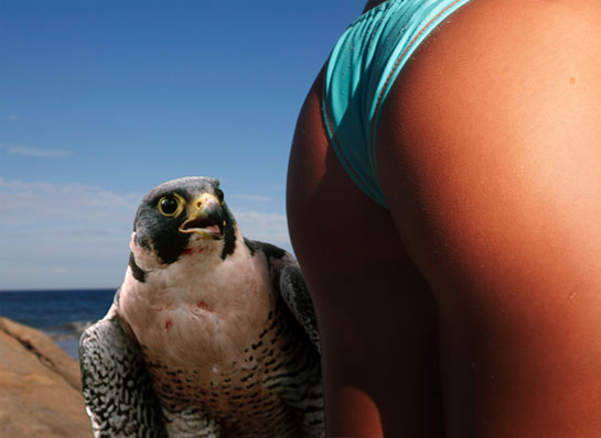http://www.changethethought.com/wp-content/erotic_falconry.jpg